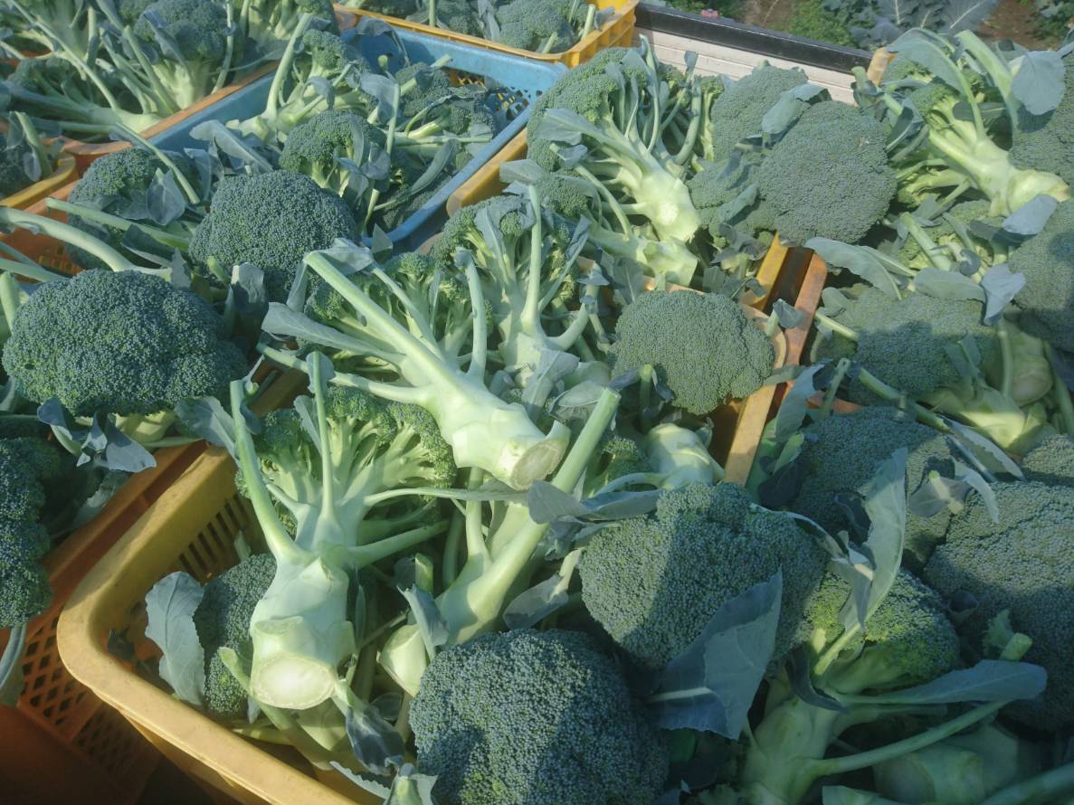 カリフラワー&ブロッコリー