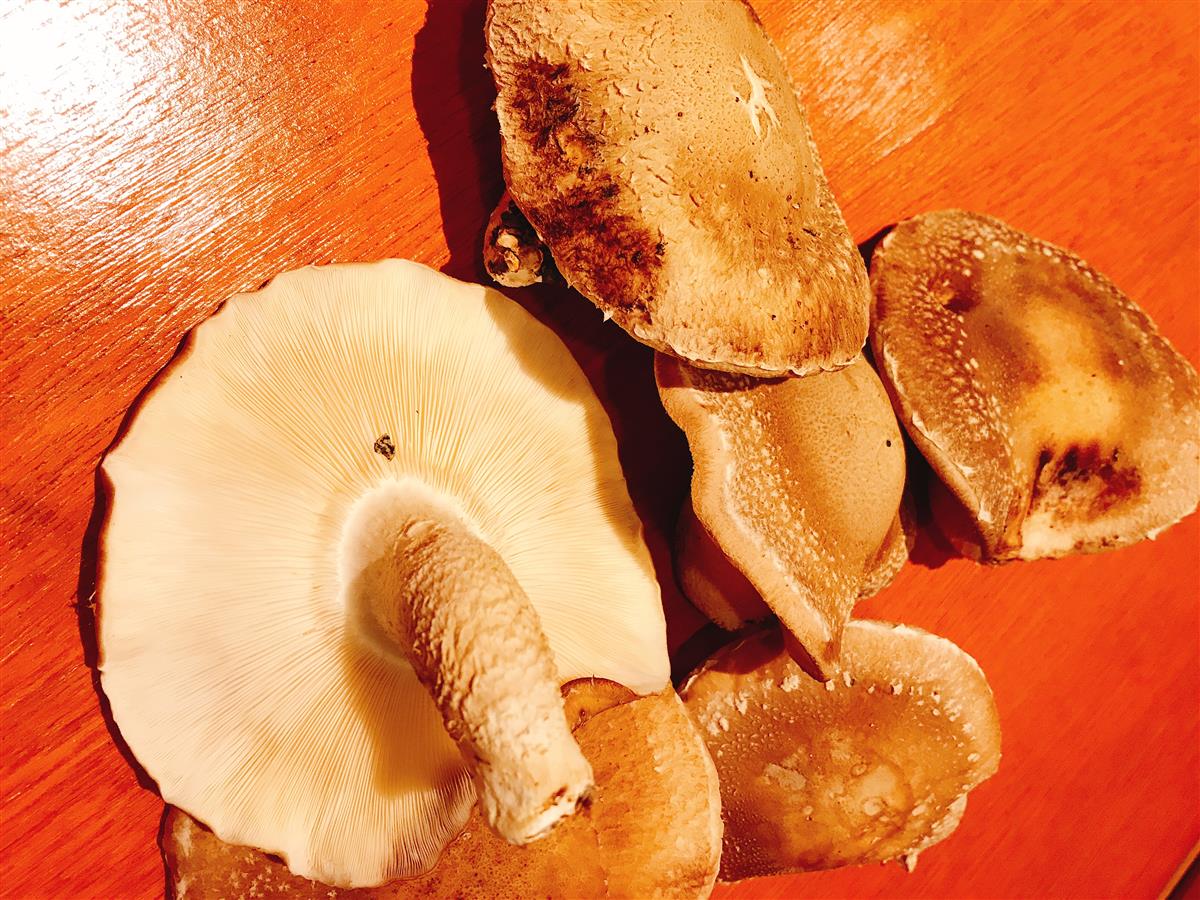 原木しいたけのクリームチーズ焼き