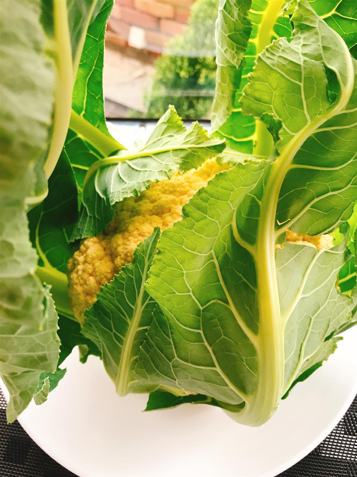 朝採れのカリフラワー