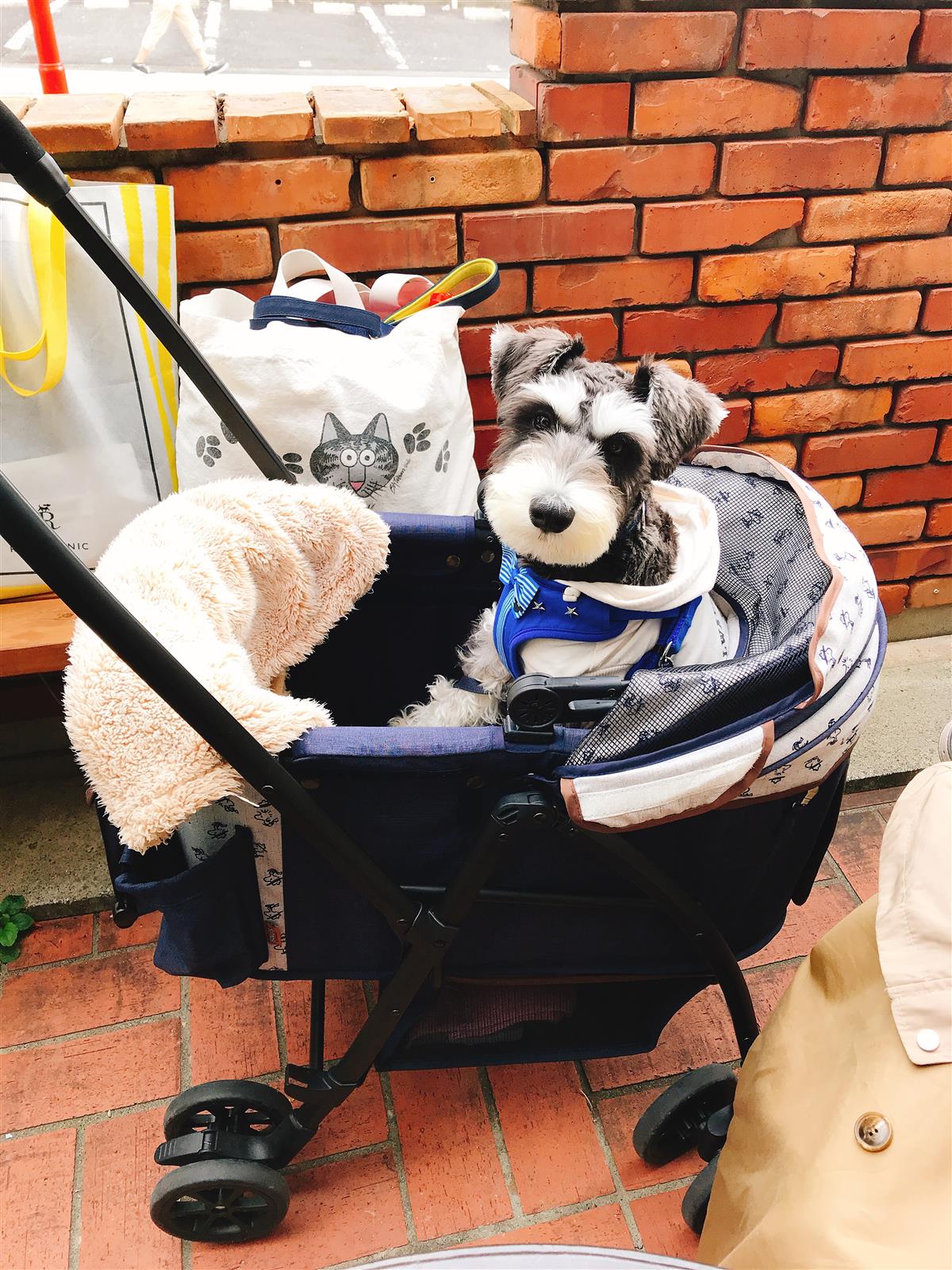 テラスはペットOK